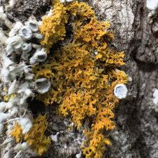 Xanthomendoza weberi