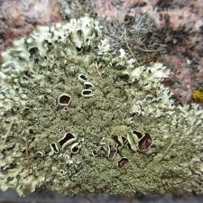 Xanthoparmelia conspersa