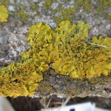 Xanthoria parietina