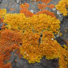 Xanthoria parietina