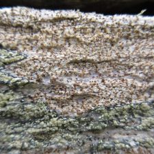 Xylographa opegraphella