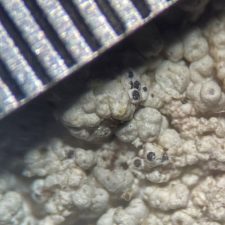 Epithamnolia pertusariae, 0.5 mm