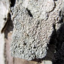 Epithamnolia pertusariae