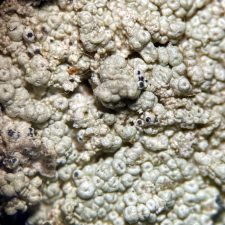 Epithamnolia pertusariae