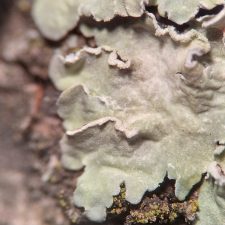 Flavopunctelia soredica