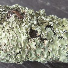 Flavopunctelia soredica