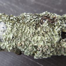 Flavopunctelia soredica