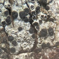 Rinodina subminuta, apothécies érumpentes
