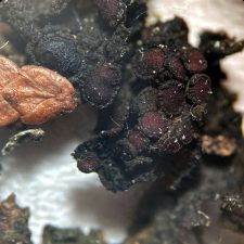 Lathagrium undulatum