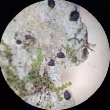 Lithothelium hyalosporum