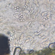 Lithothelium hyalosporum