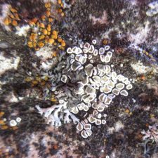 Myriolecis semipallida