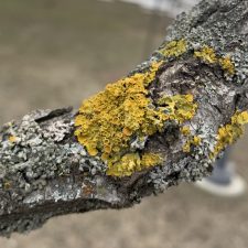 Xanthoria parietina