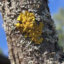 Xanthoria parietina