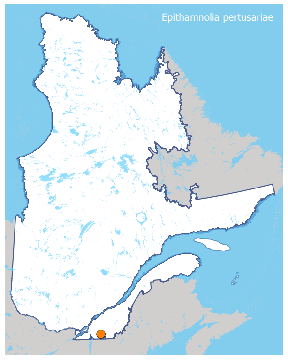 epithamnolia-pertusariae