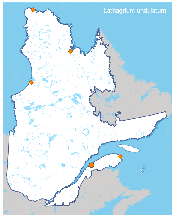 lathagrium-undulatum